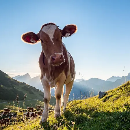 Ferienpension Steiner Vendégház *