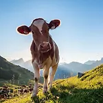 Ferienpension Steiner Affittacamere 3*